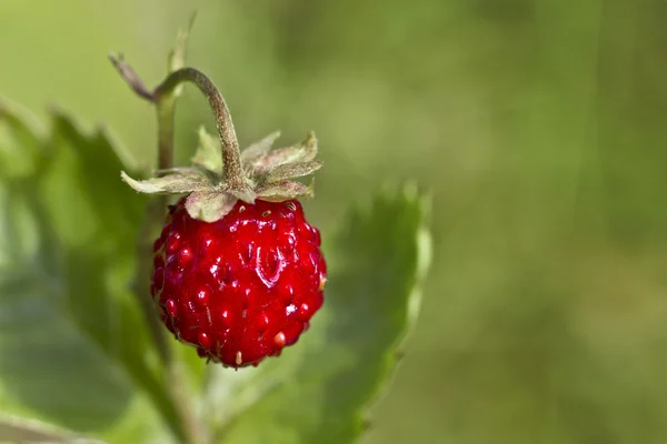 stock image Wild strawberry, Fragaria vesca