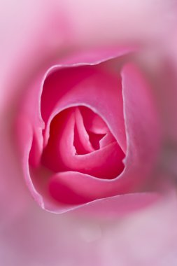 Pink rose macro, Rosa caninae clipart