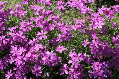 Phlox subulata pembe çiçekleri