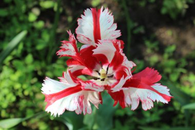 White-red tulip clipart