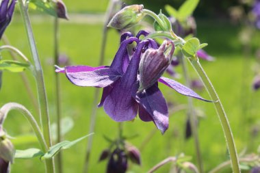 Çiçek Kaptaj Olimpiyat (Aquilegia Olympica)