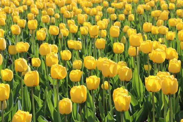 Pole żółtych tulipanów — Zdjęcie stockowe
