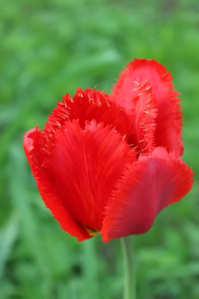 stock image Red tulip