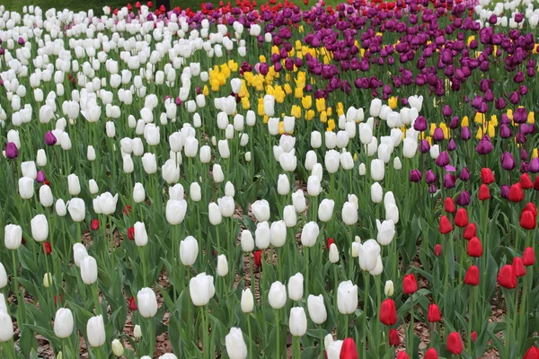 Wiele jasnych kolorach tulipany — Zdjęcie stockowe