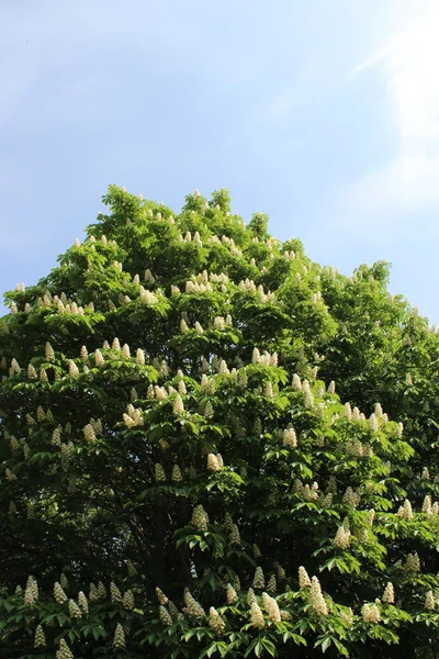 Цветущее каштановое дерево — стоковое фото