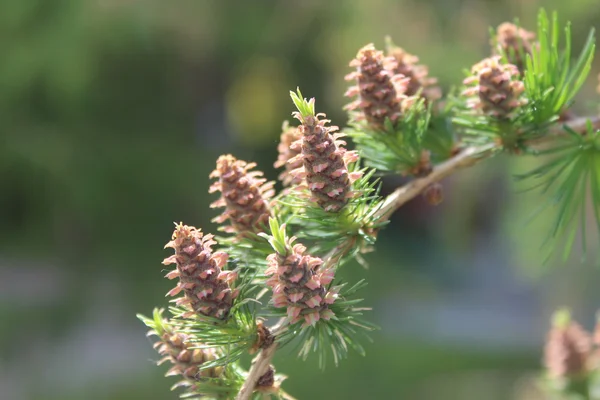 Branch of larch — Stock Photo, Image