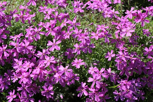 Розовые цветки Phlox subulata — стоковое фото