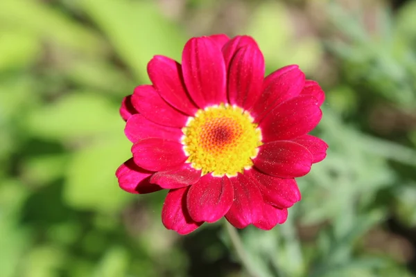 stock image Red flowers of pyrethrum