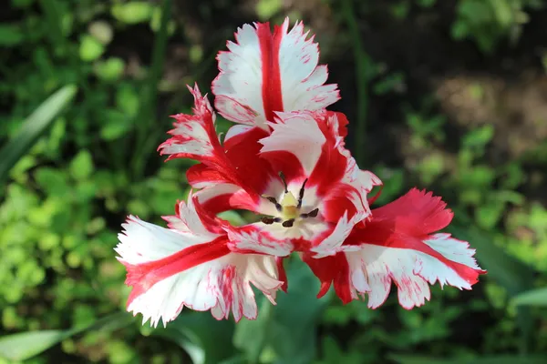 stock image White-red tulip