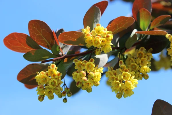 아름 다운 꽃 매 발톱 나무 — 스톡 사진