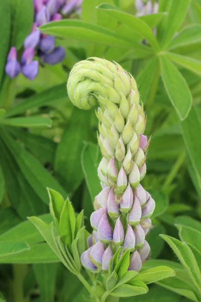 Fleur de lupin violet — Photo