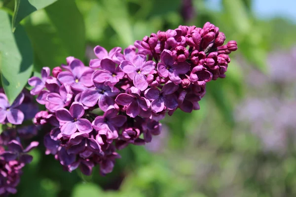 Blossoming lilac Stock Photo