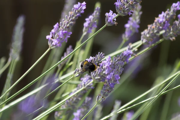 stock image Lavender