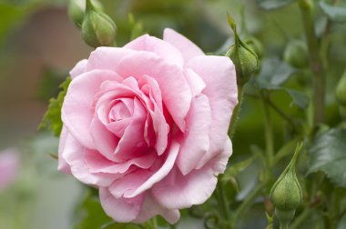 Pink rose in a garden clipart