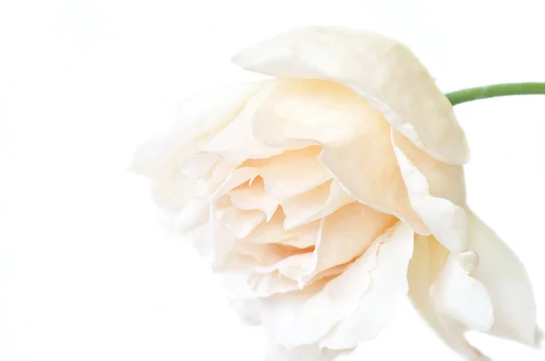 Cream rose isolated on white background — Stock Photo, Image