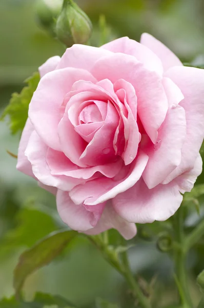 stock image Pink rose in a garden