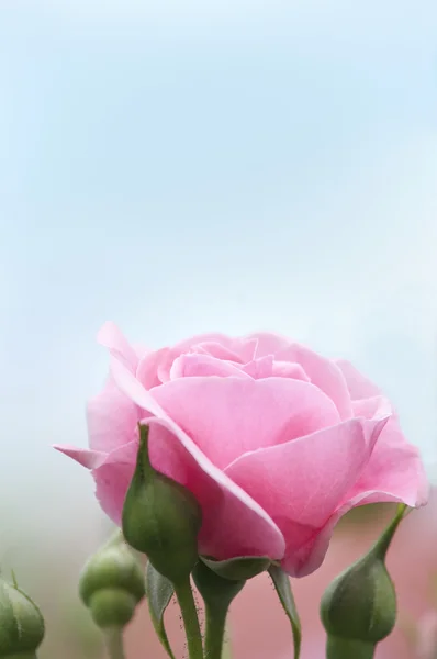 푸른 하늘 배경 핑크 로즈 — 스톡 사진