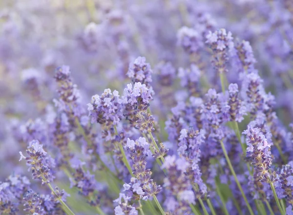 라벤더 꽃 밭. — 스톡 사진