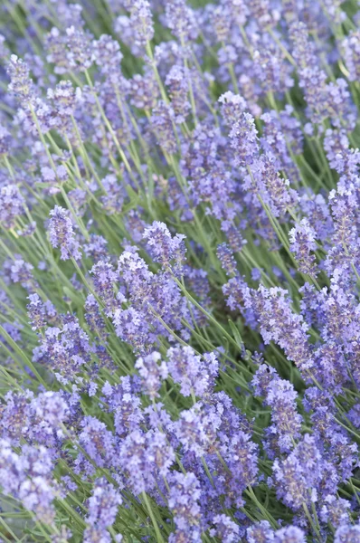 Сфера квітки lavender . — стокове фото
