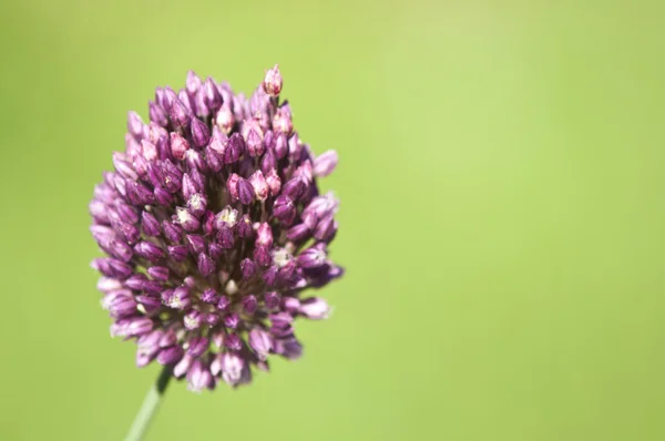 Wild onion flower — Stock Photo, Image