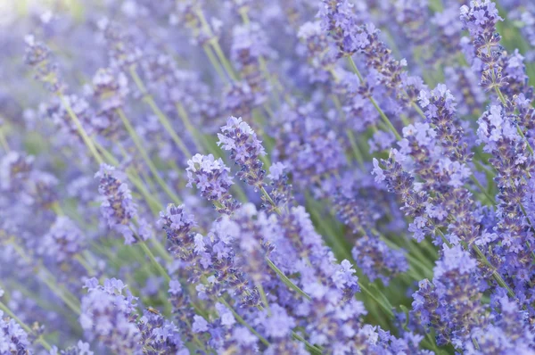 라벤더 꽃 밭. 스톡 이미지