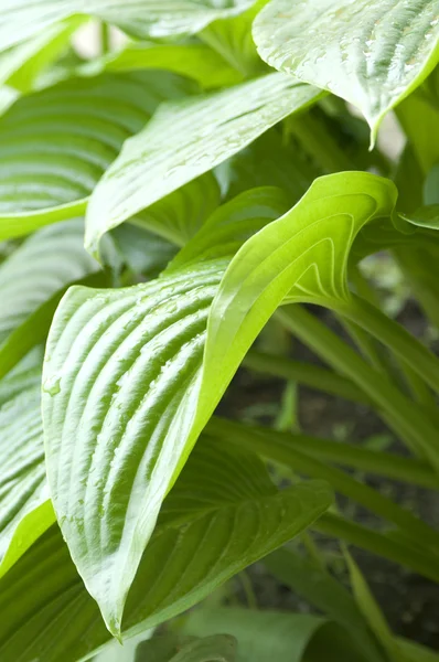 stock image Green hosta leaves