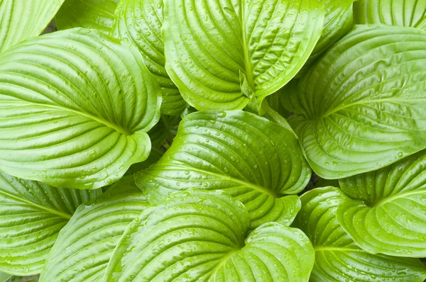 stock image Green hosta leaves