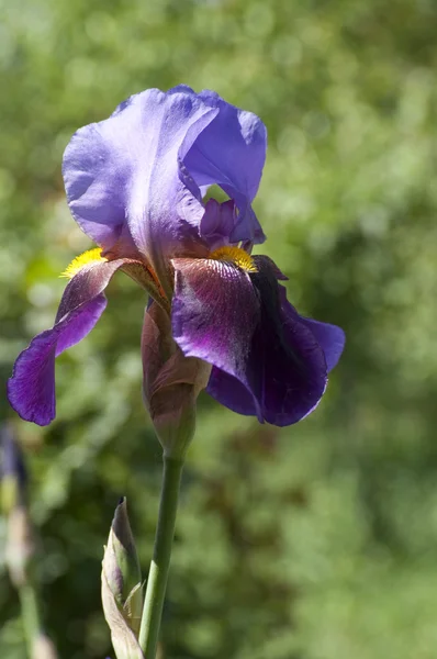 Violet flag flower in a garden — Stock Photo, Image