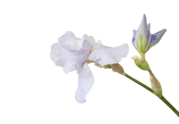 Mor bayrak çiçek — Stok fotoğraf