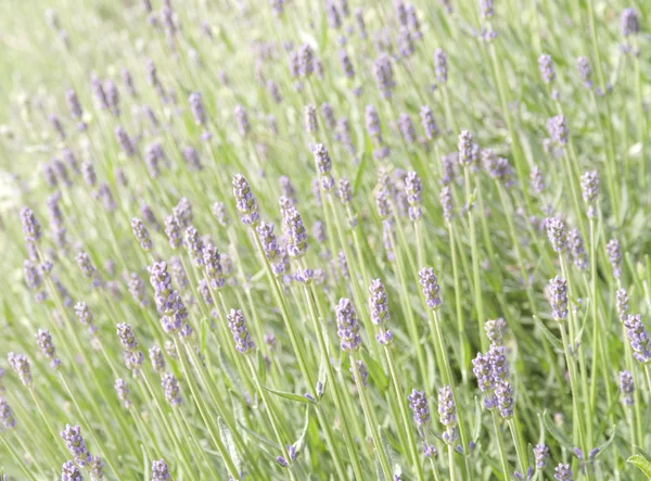 Квіткове поле Лаванди, природний фон — стокове фото