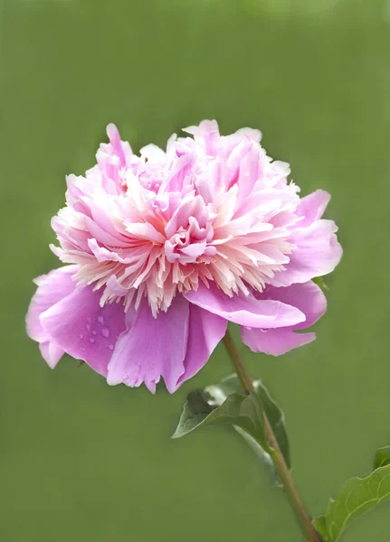 Розовый пионский цветок — стоковое фото