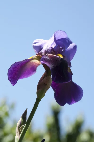 Květ fialový příznak — Stock fotografie
