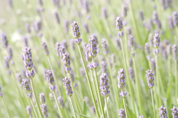 Lavendelblütenfeld, natürlicher Hintergrund Stockbild