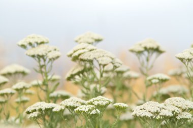 achillea millefolium - ortak yarrow herb