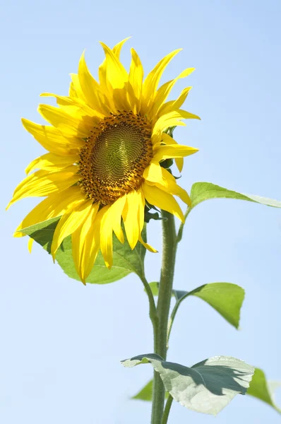 Yellow sunflower and blue sky background — Stock Photo, Image