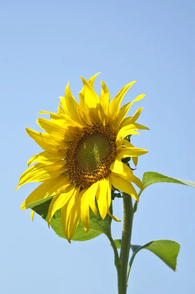 黄色的向日葵和蓝色天空背景 — 图库照片
