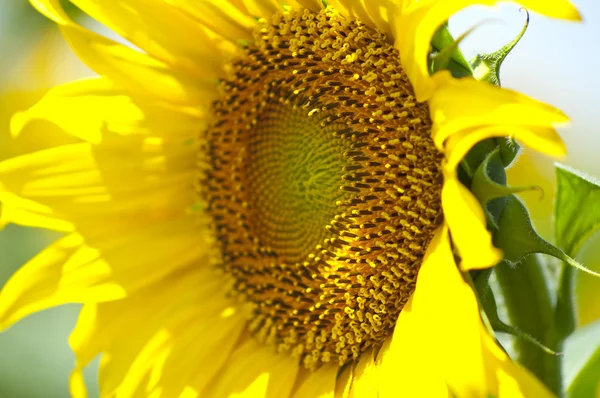 Close up af gul solsikke - Stock-foto