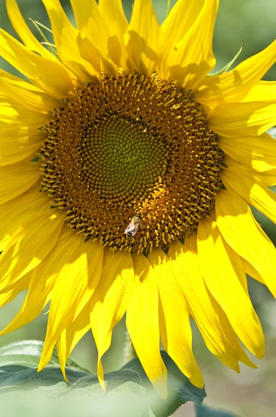 蜜蜂落在向日葵上 — 图库照片