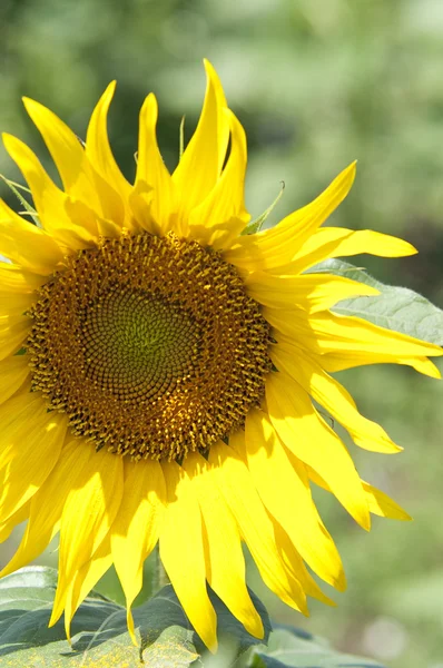 Yellow sunflower head — Stock Photo, Image
