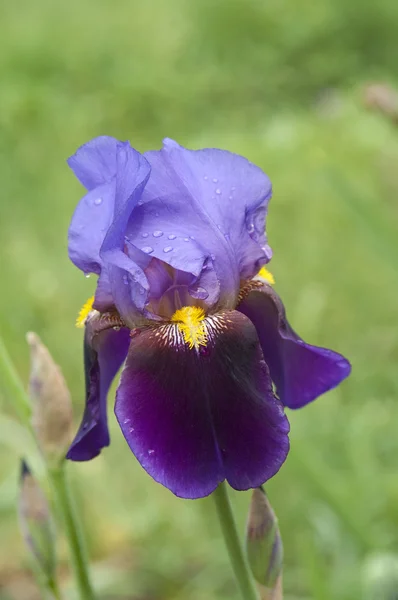 Fiore di bandiera viola con gocce d'acqua — Foto Stock