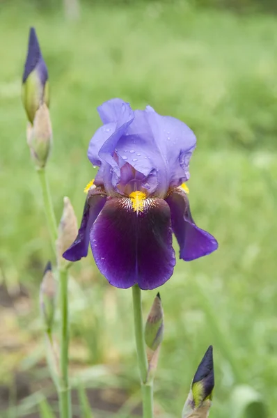 Fleur drapeau violet avec gouttes d'eau — Photo