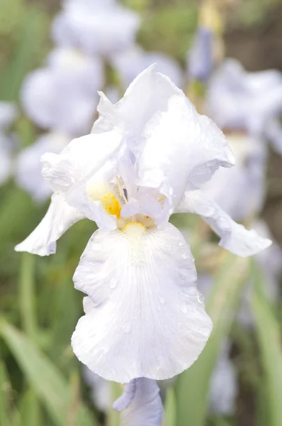 フラグの花 — ストック写真