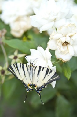 Kelebek papilio machaon beyaz bir gül Bush