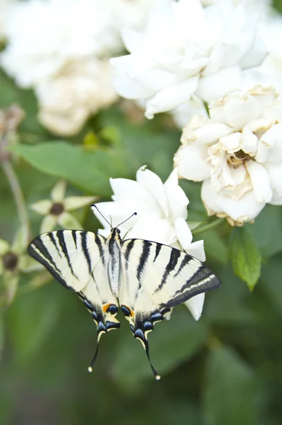 Farfalla Papilio Machaon su un rosaio bianco — Foto Stock
