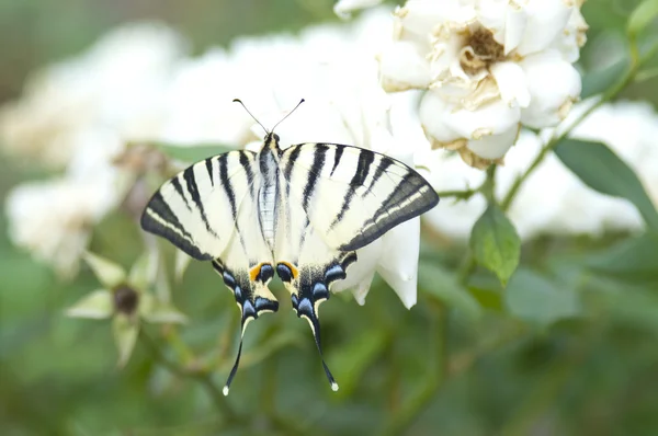 Farfalla Papilio Machaon su un rosaio bianco — Foto Stock