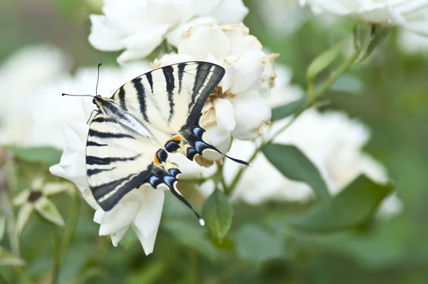 Butterfly Papilio Machaon on a white rose bush — Stock Photo, Image