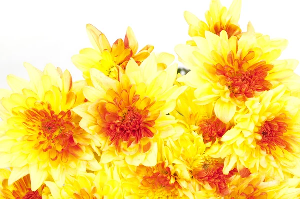 Herbststrauß: Gelbe Chrysanthemen — Stockfoto