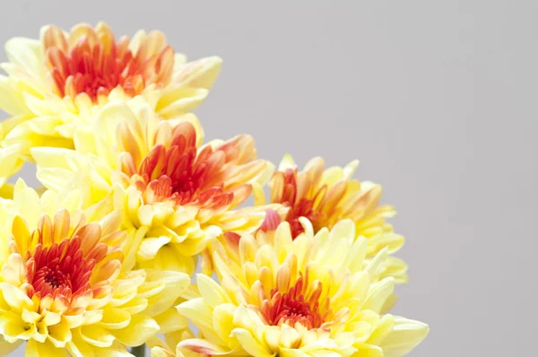 秋の花束: 黄色の菊の花 ストック画像