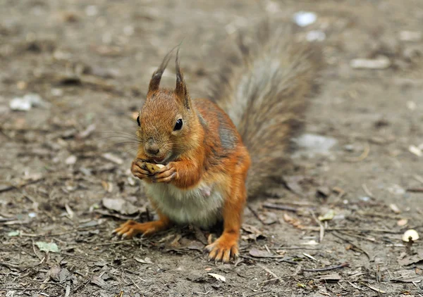 stock image Squirrel