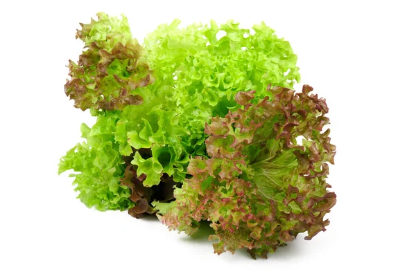 stock image Lettuce on a white background